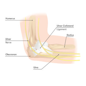 Elbow nerves