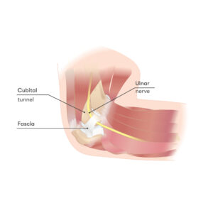 Elbow Anatomy