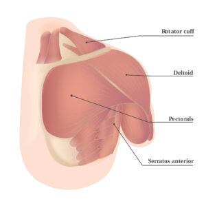 Muscles of the upper body