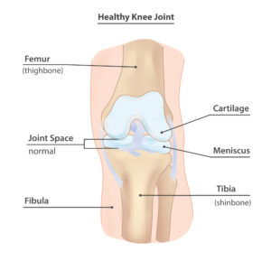 Healthy Knee Joint