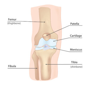 Knee anatomy