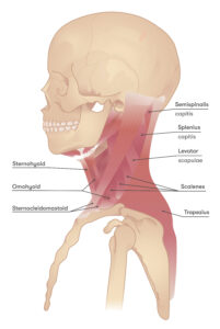 Neck Anatomy