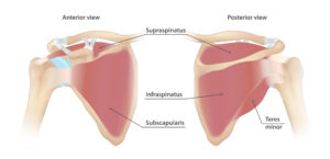 Rotator cuff muscles